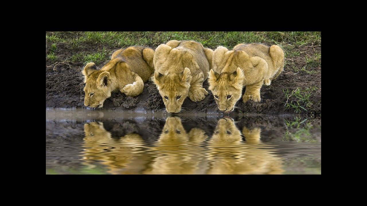 safari