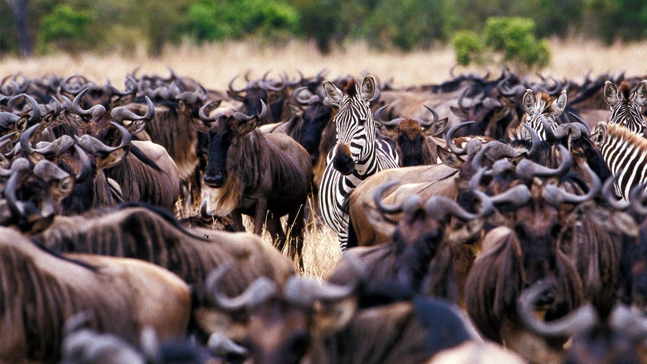 Great Migration safari