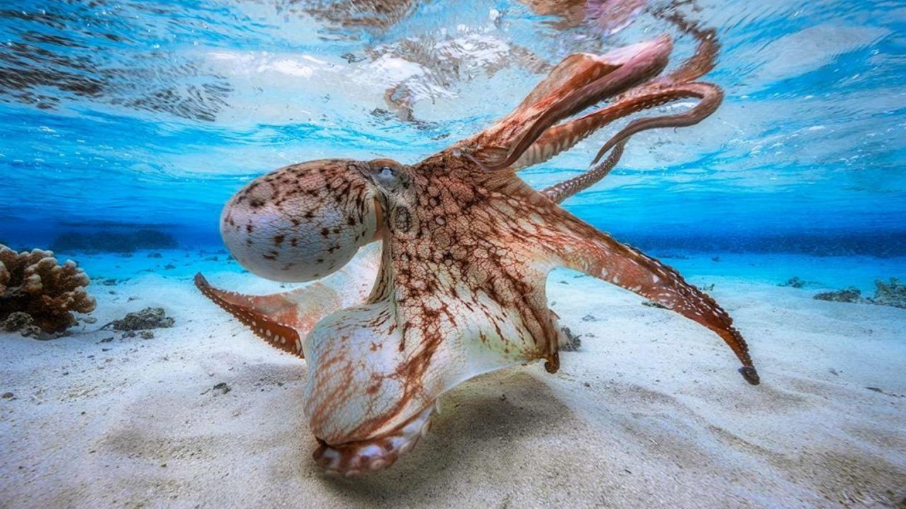 Mnemba Atoll Reef