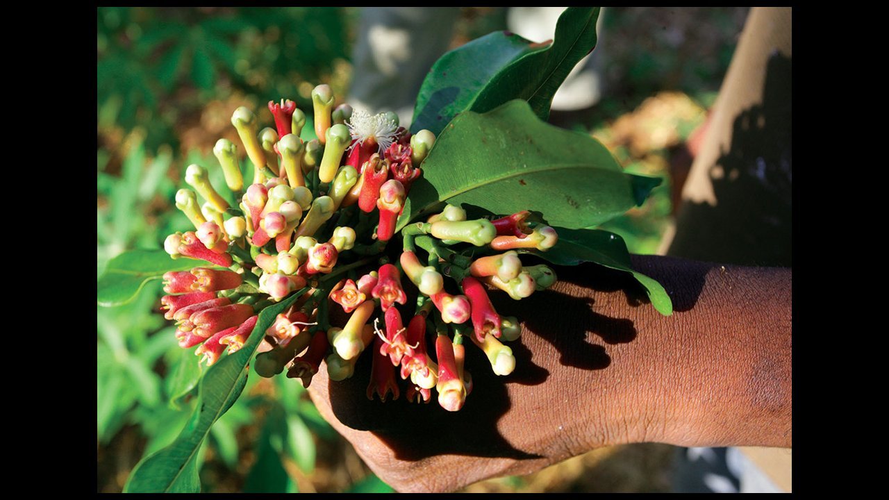 zanzibar spice farm 