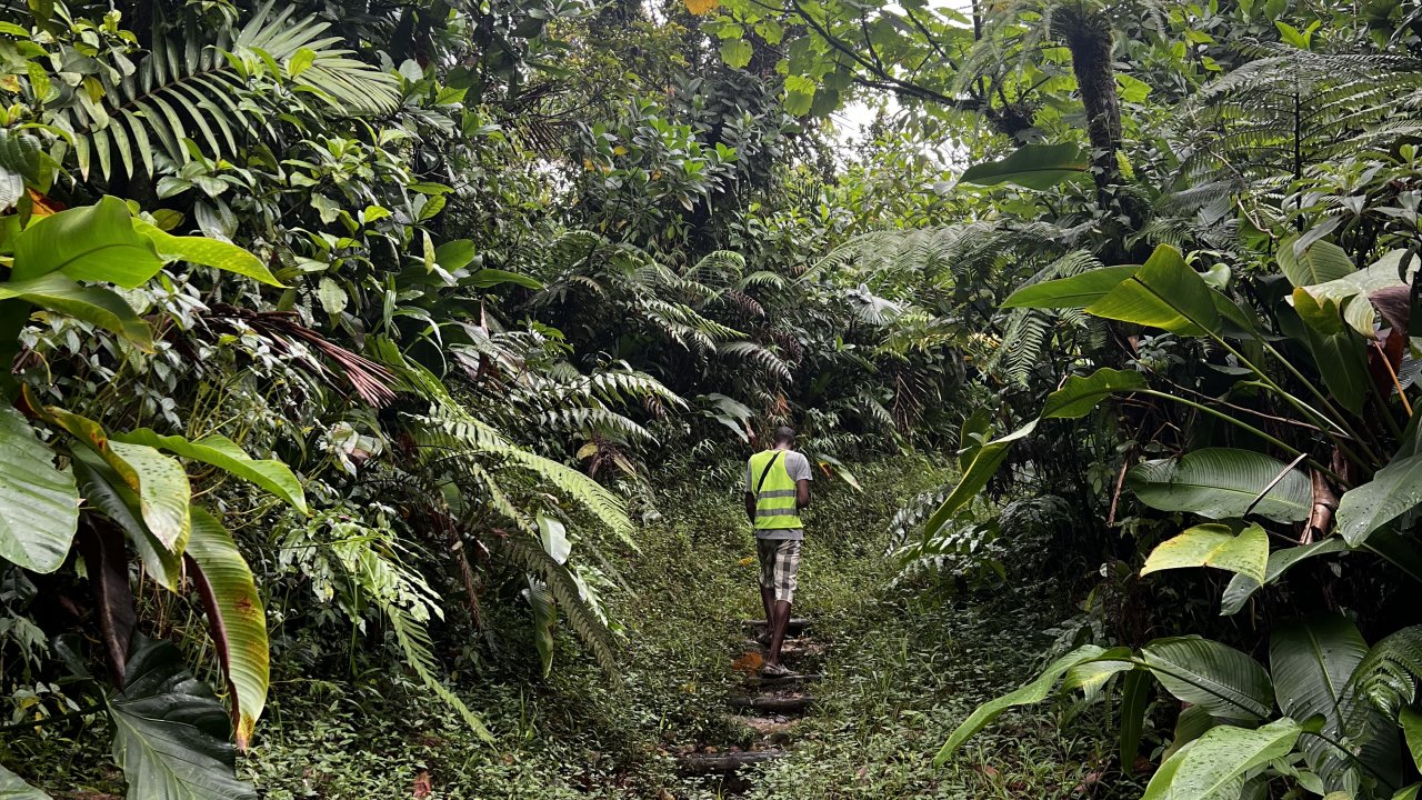 Rainforest
