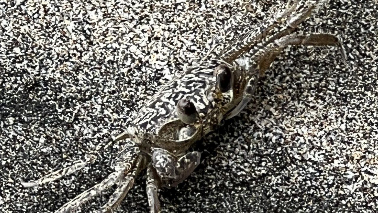 Sand Crab