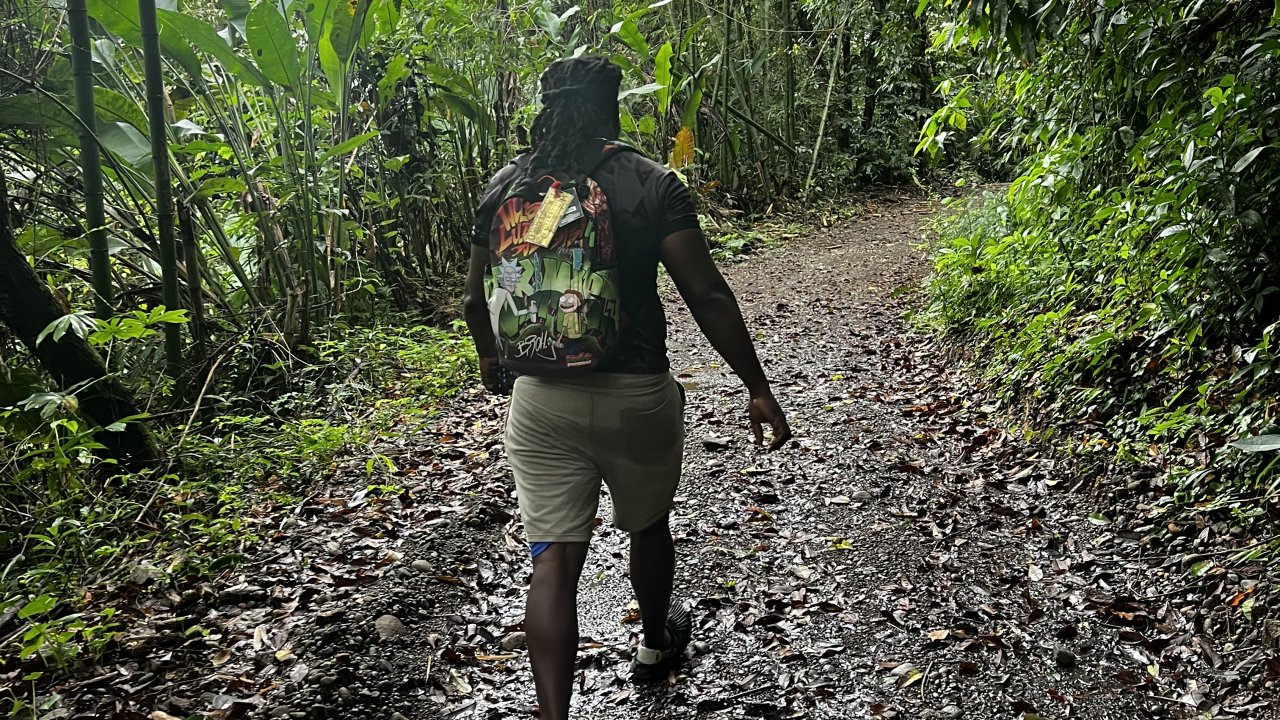 Rainforest