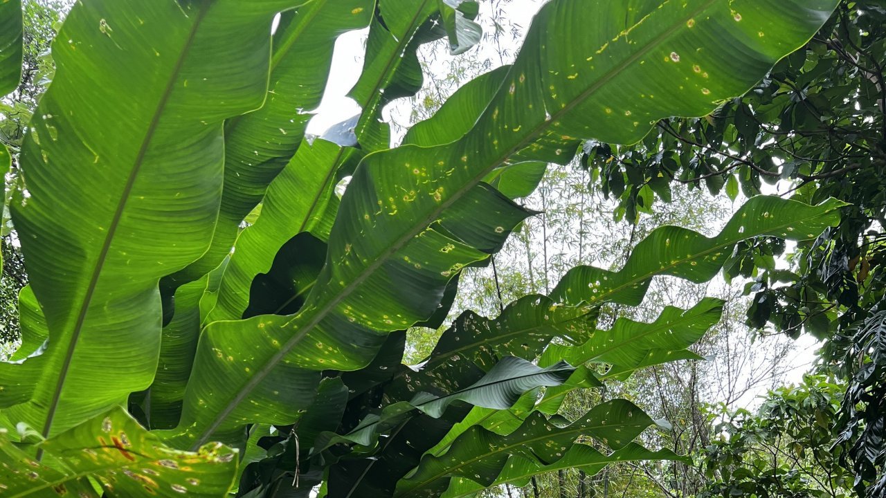 Rainforest