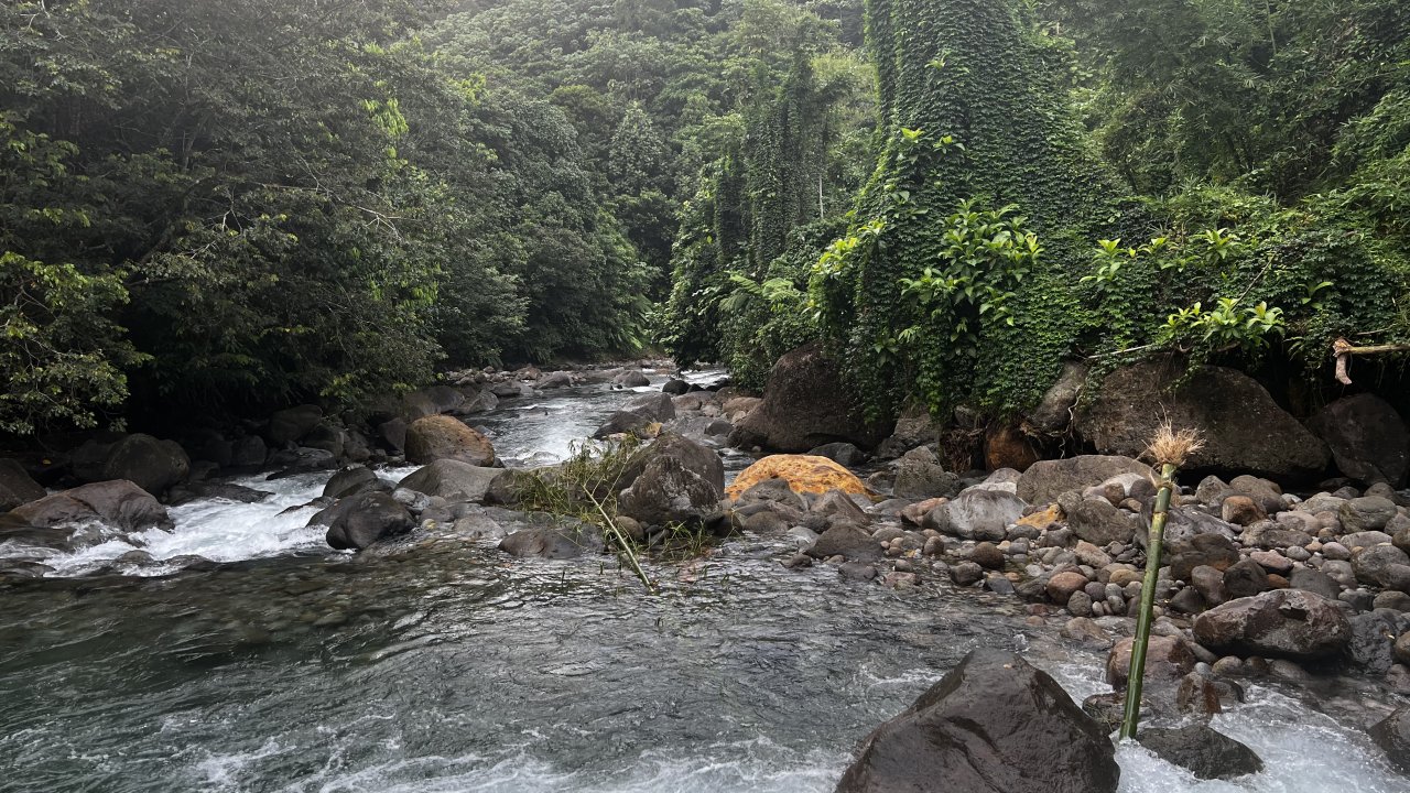 River in a Rainforest