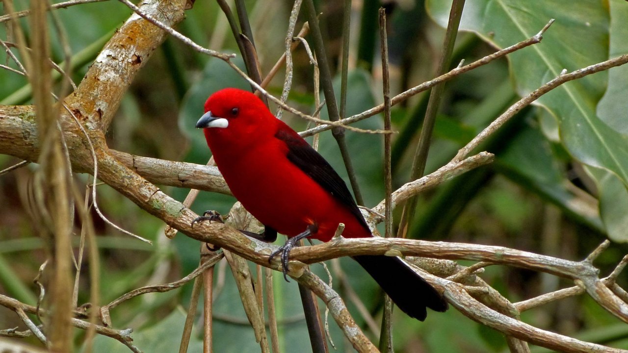 Brazilian Tanager by Luis Darin