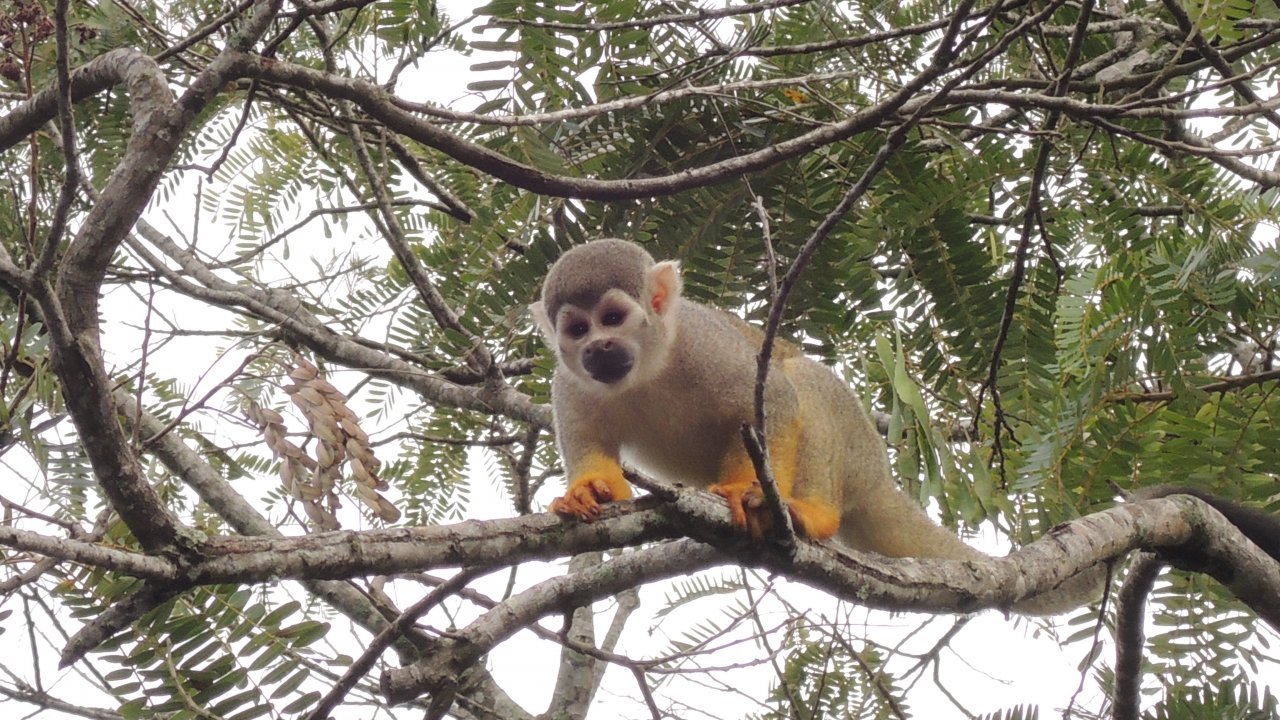 Squirrel Monkey by Luis Darin