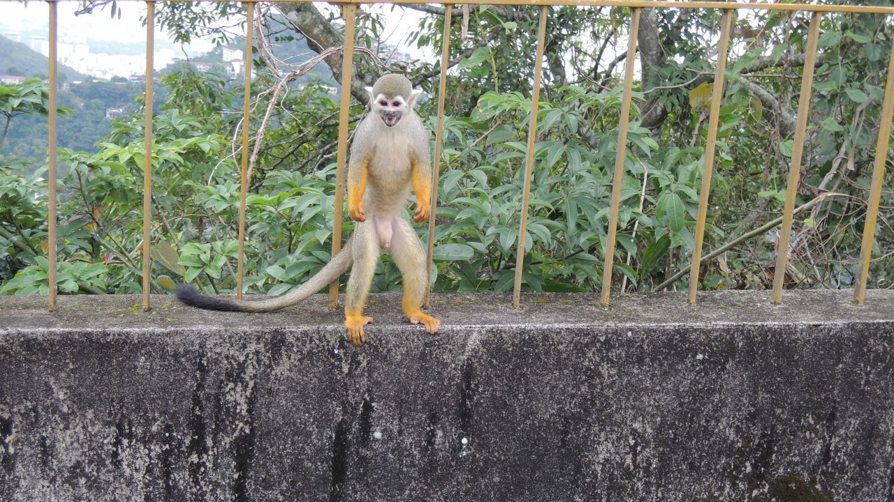 Squirrel Monkey by Luis Darin