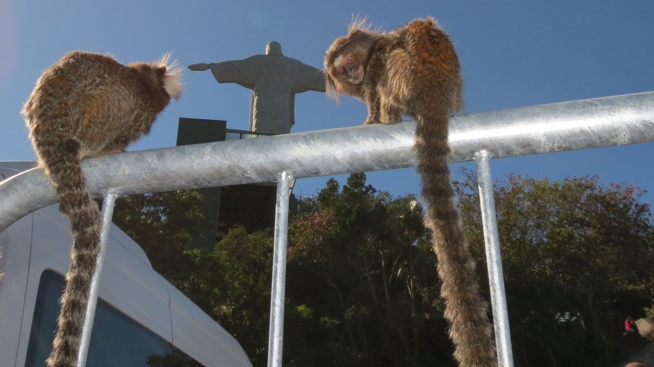 Marmoset Monkeys at the Christ Monument by Luis Darin