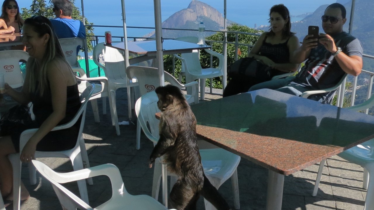 Capuchin Monkey at Corcovado Mountain by Luis Darin
