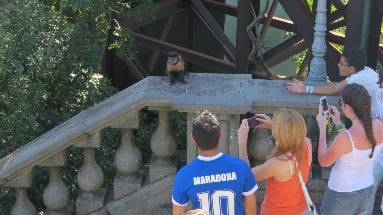 Capuchin Monkey at the Christ Monument by Luis Darin