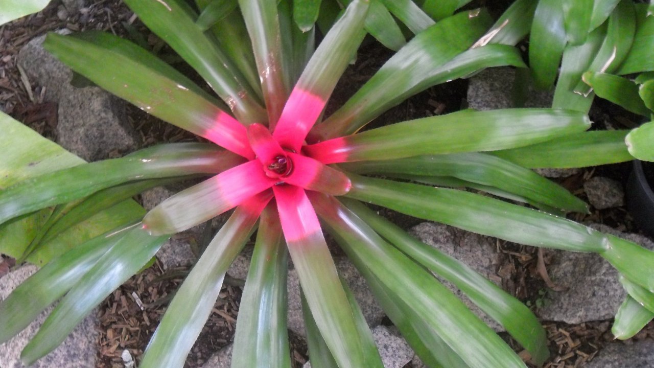 Bromeliad at the Botanical Garden