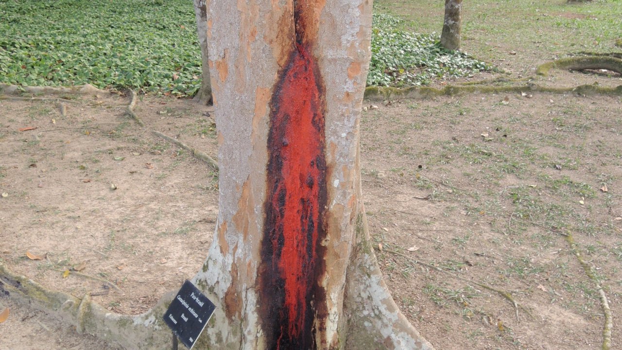 Brazil Tree at the Botanic Garden