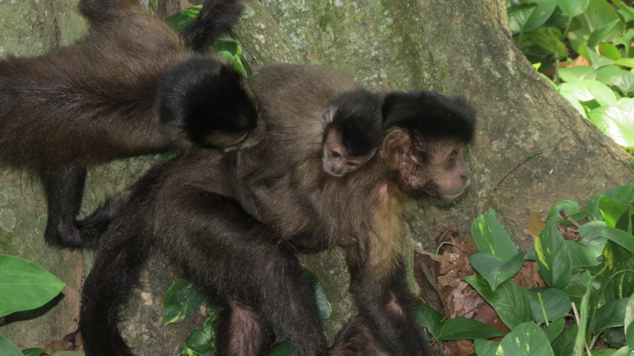 Capuchin Monkey at the Botanic Garden