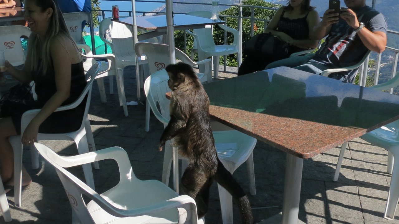 Capuchin Monkey at the Christ