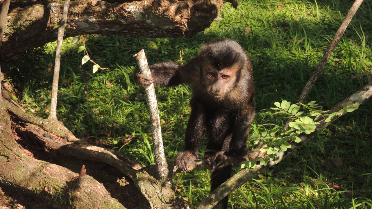 Caputchin monkeys at the Botanical Garden