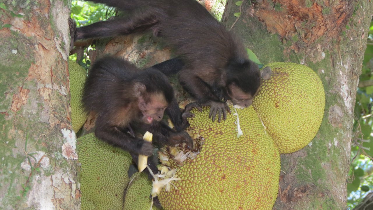 Capuchin Monkey at the Botanic Garden