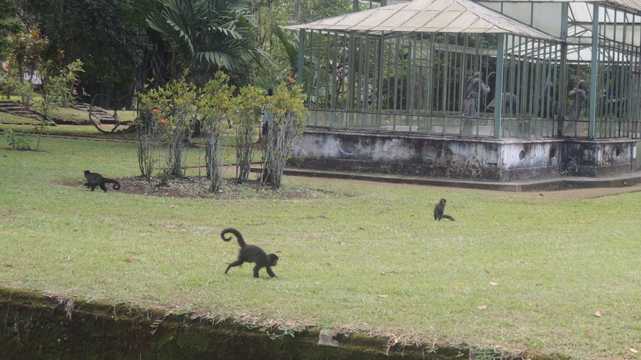 Caputchin monkeys at the Botanical Garden