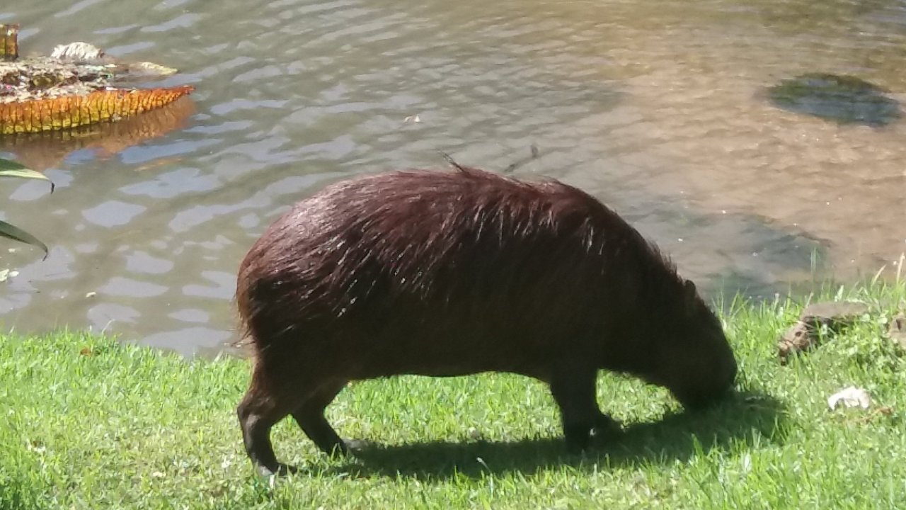 Capybara at the Botanic Garden