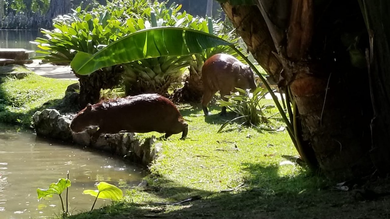 Capybara at the Botanic Garden