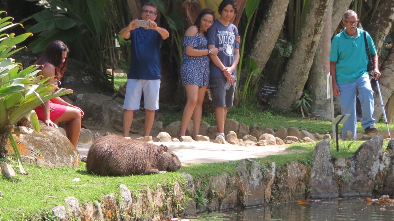 Capybara at the Botanic Garden