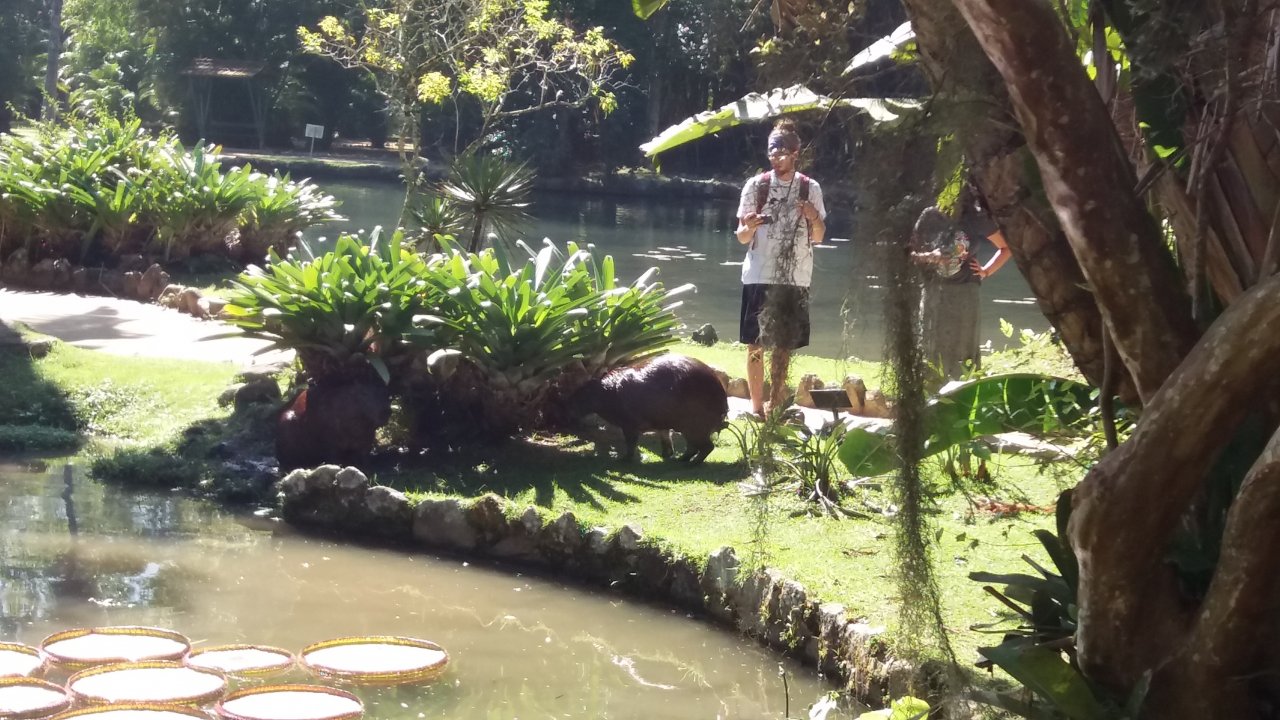 Capybara at the Botanic Garden