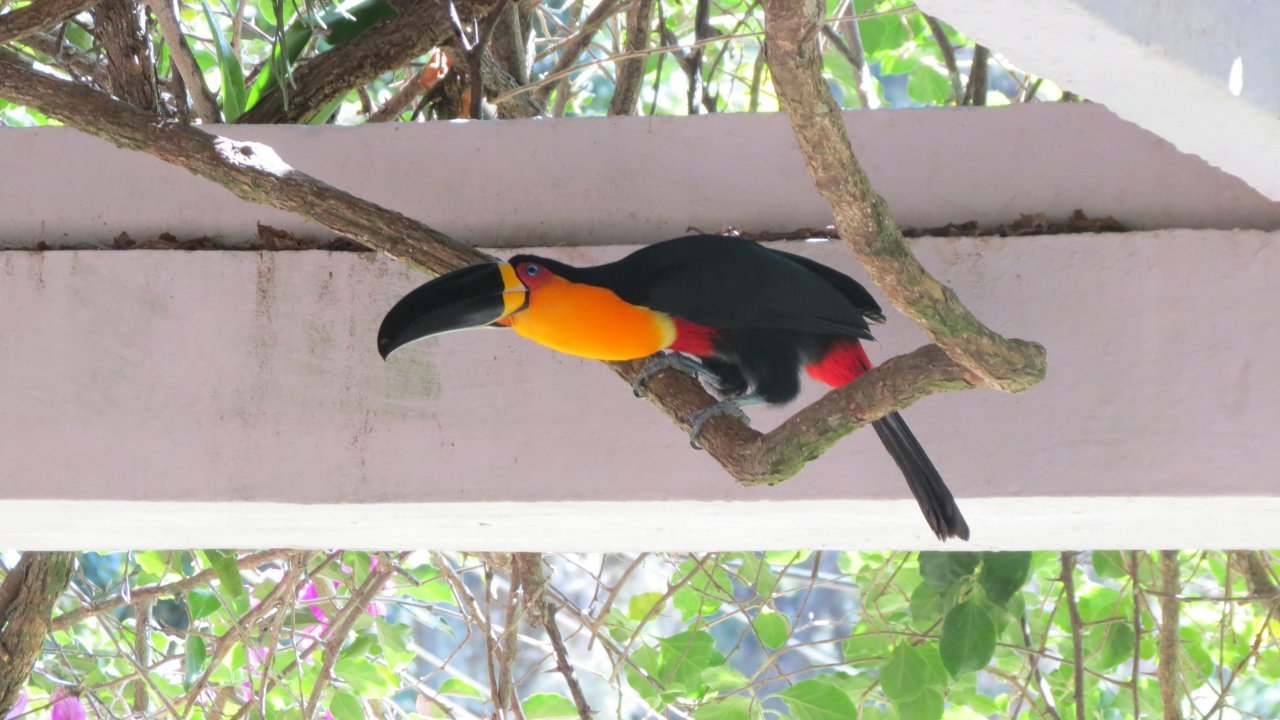 Channel Billed Toucan at the Botanical Garden