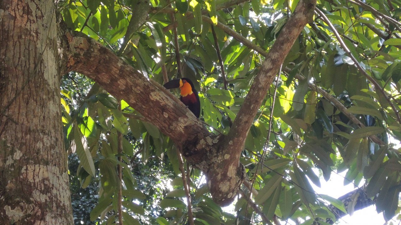 Channel Billed Toucan at the Botanical Garden