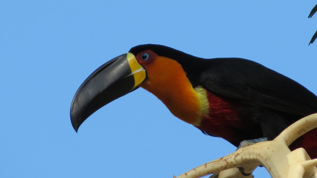 Channel Billed Toucan at the Botanical Garden