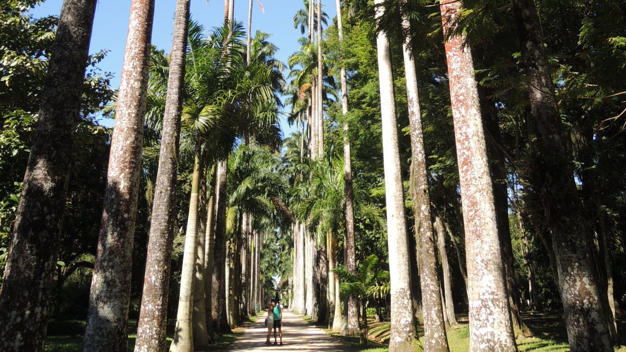 Palm Tree Alley at the Botanical Garden