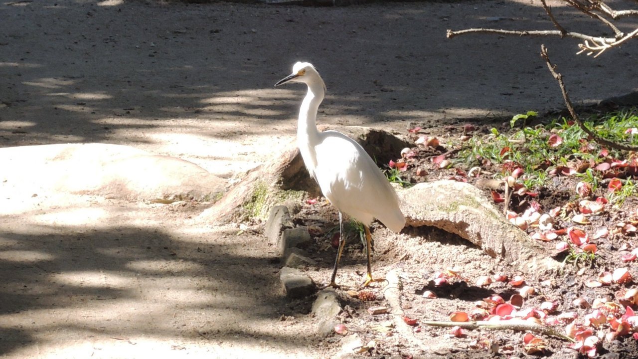 Egret at the Botanical Garden