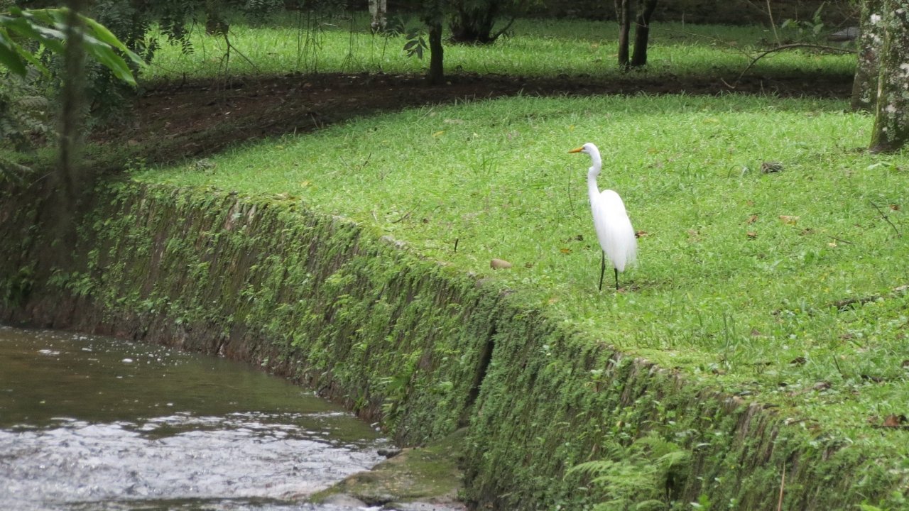 Egret at the Botanical Garden