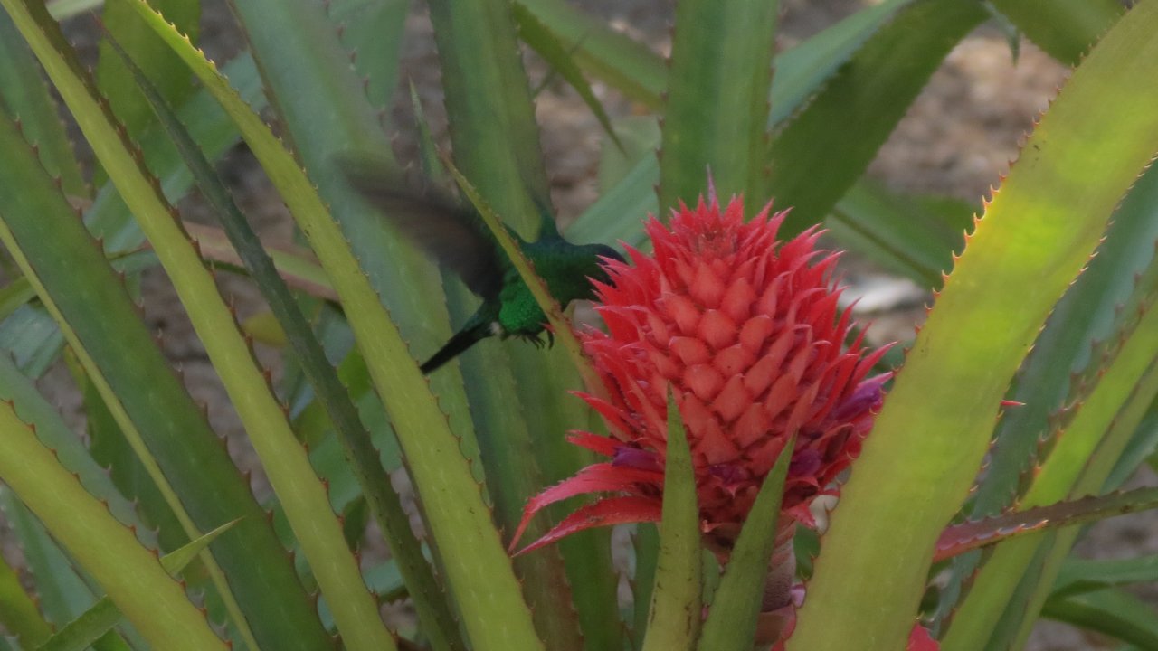 Hummingbird at the Botanical Garden