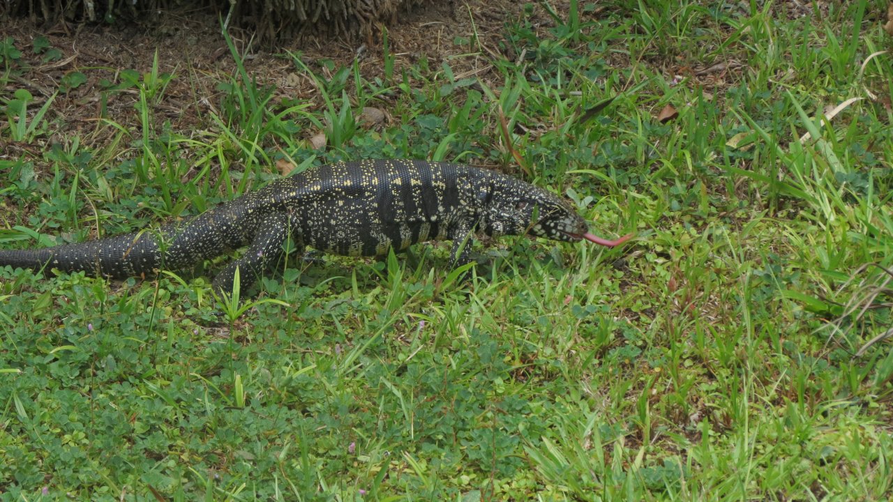 Lizard at the Botanic Garden