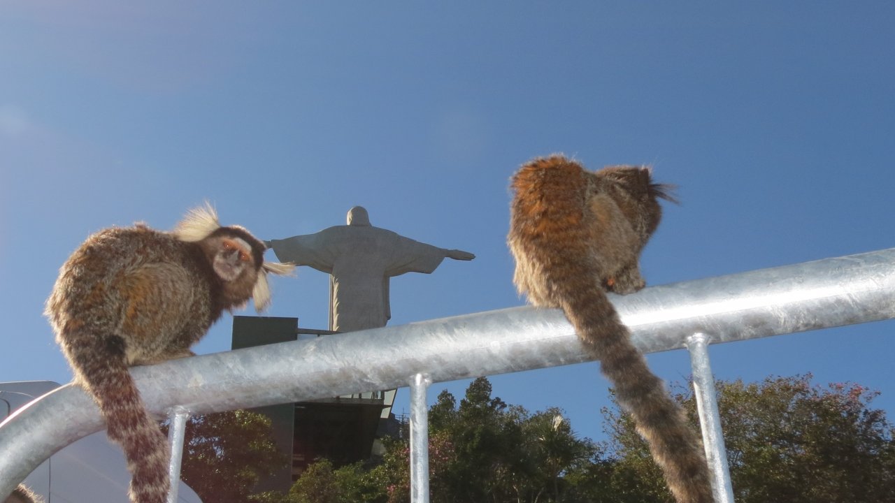 Marmoset Monkeys at the Christ