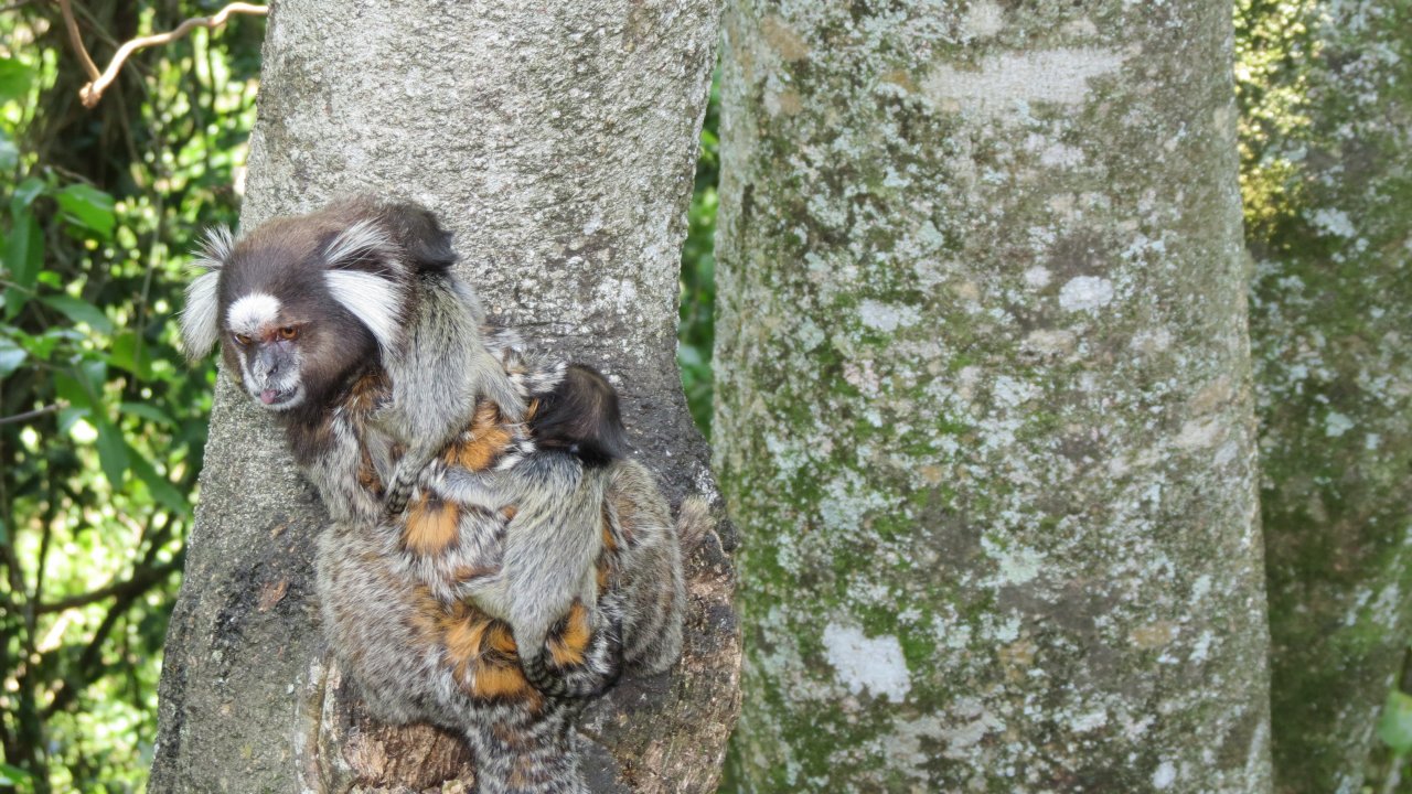 Marmoset Monkey and cub