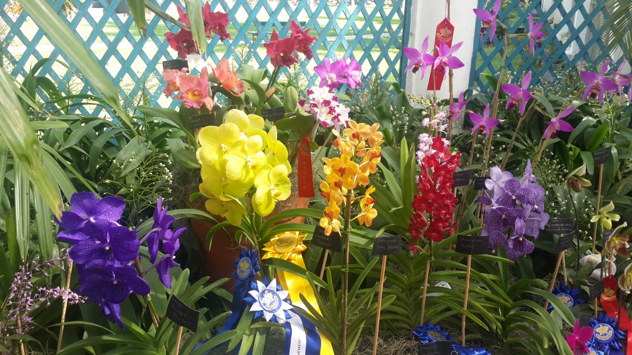 Orchids exibition at the Botanical Garden