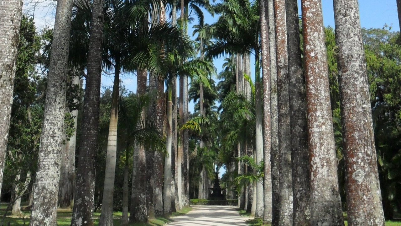 Palm Tree Alley at the Botanical Garden