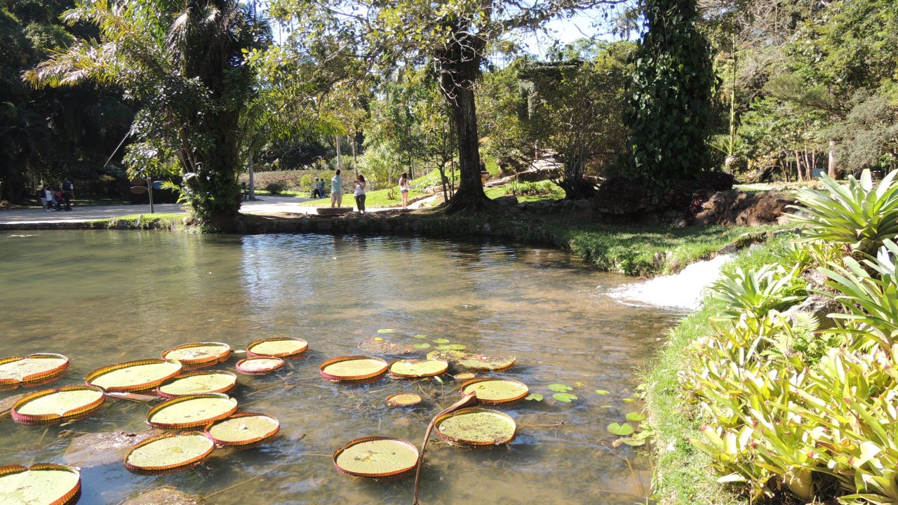 Victoria Regia at the Botanical Garden