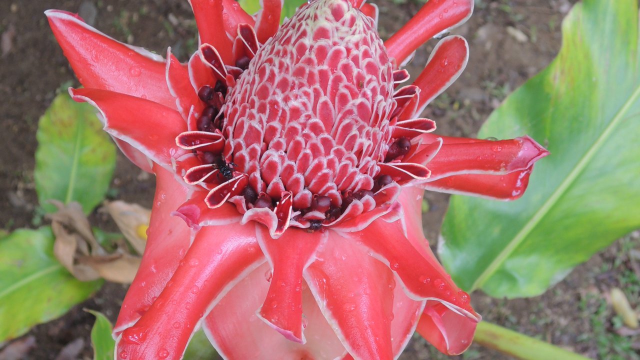 Torch Ginger at the Botanical Garden