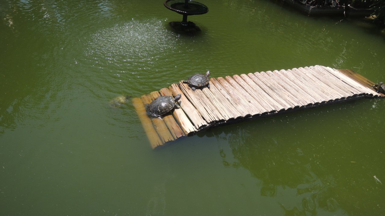 Turtle pond at the Botanical Garden
