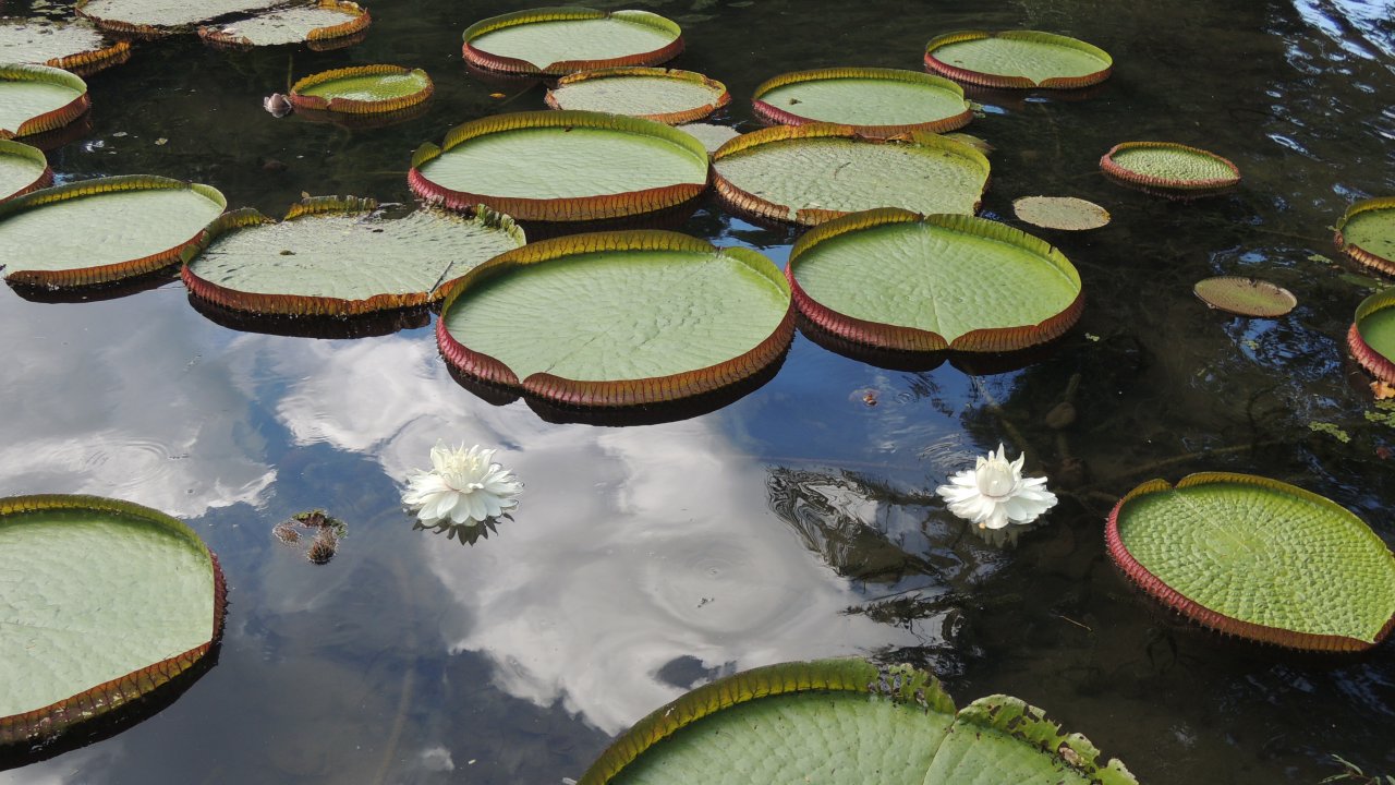 Victoria Regia blosom at the Botanical Garden