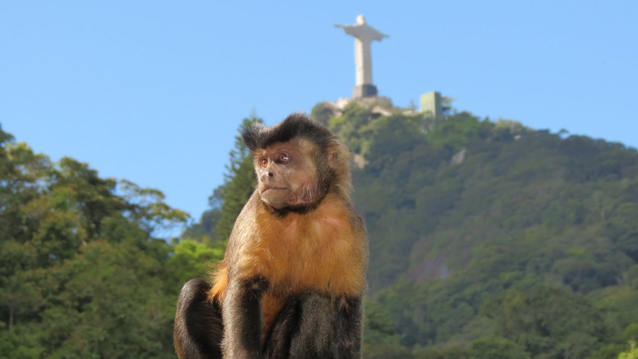 Capuchin Monkey at the Christ