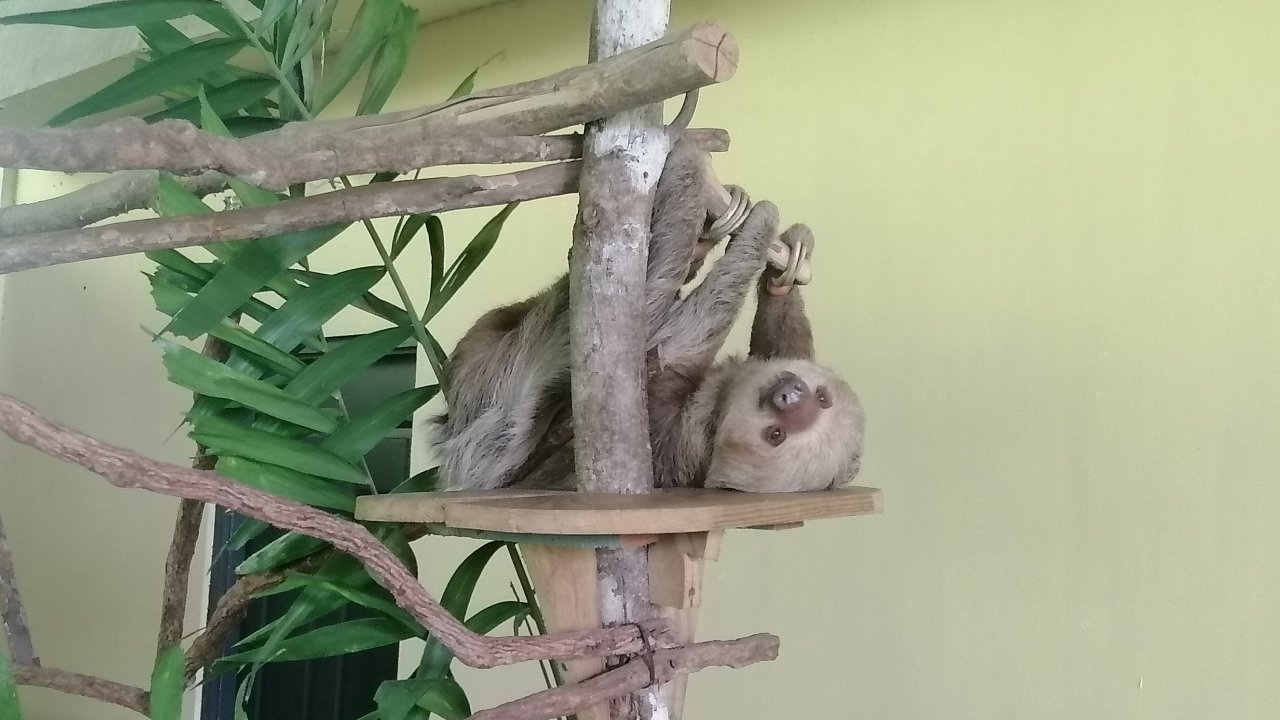 Gamboa Sloth Sanctuary