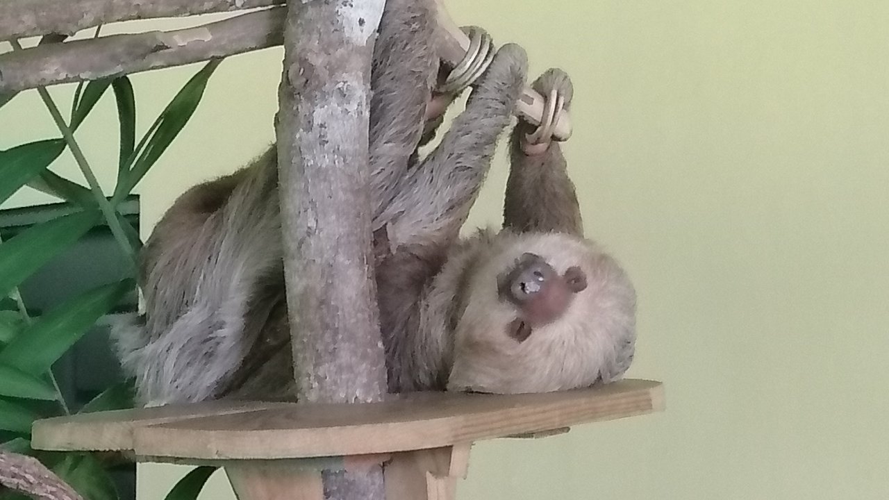 Gamboa Sloth Sanctuary