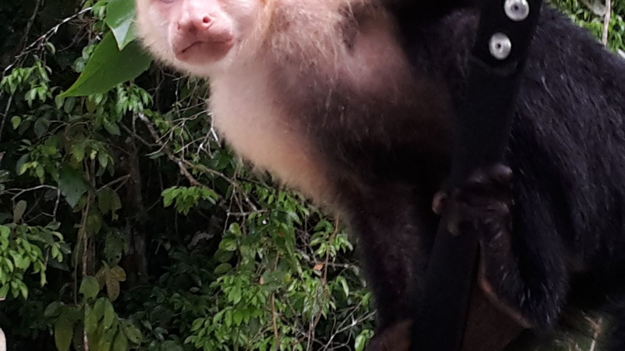 Monkey Island - Gatun Lake