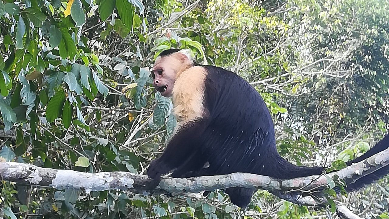 Monkey Island - Gatun Lake