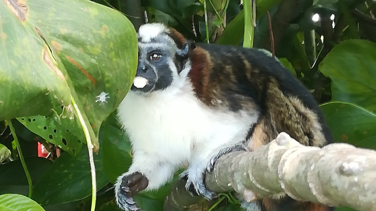 Monkey Island - Gatun Lake