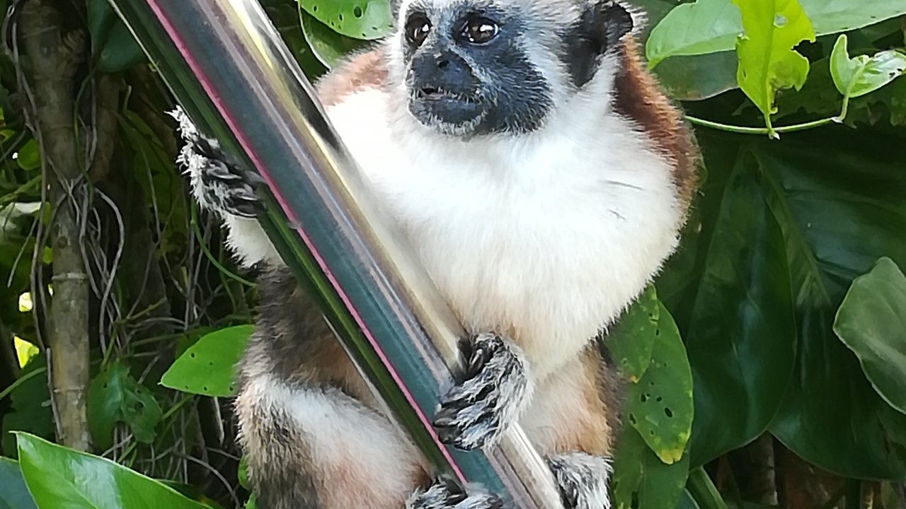 Monkey Island - Gatun Lake