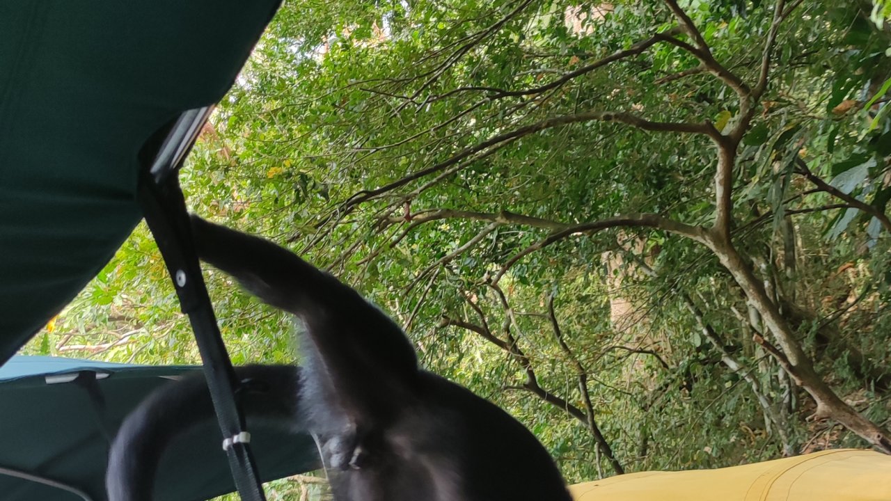 Monkey Island - Gatun Lake